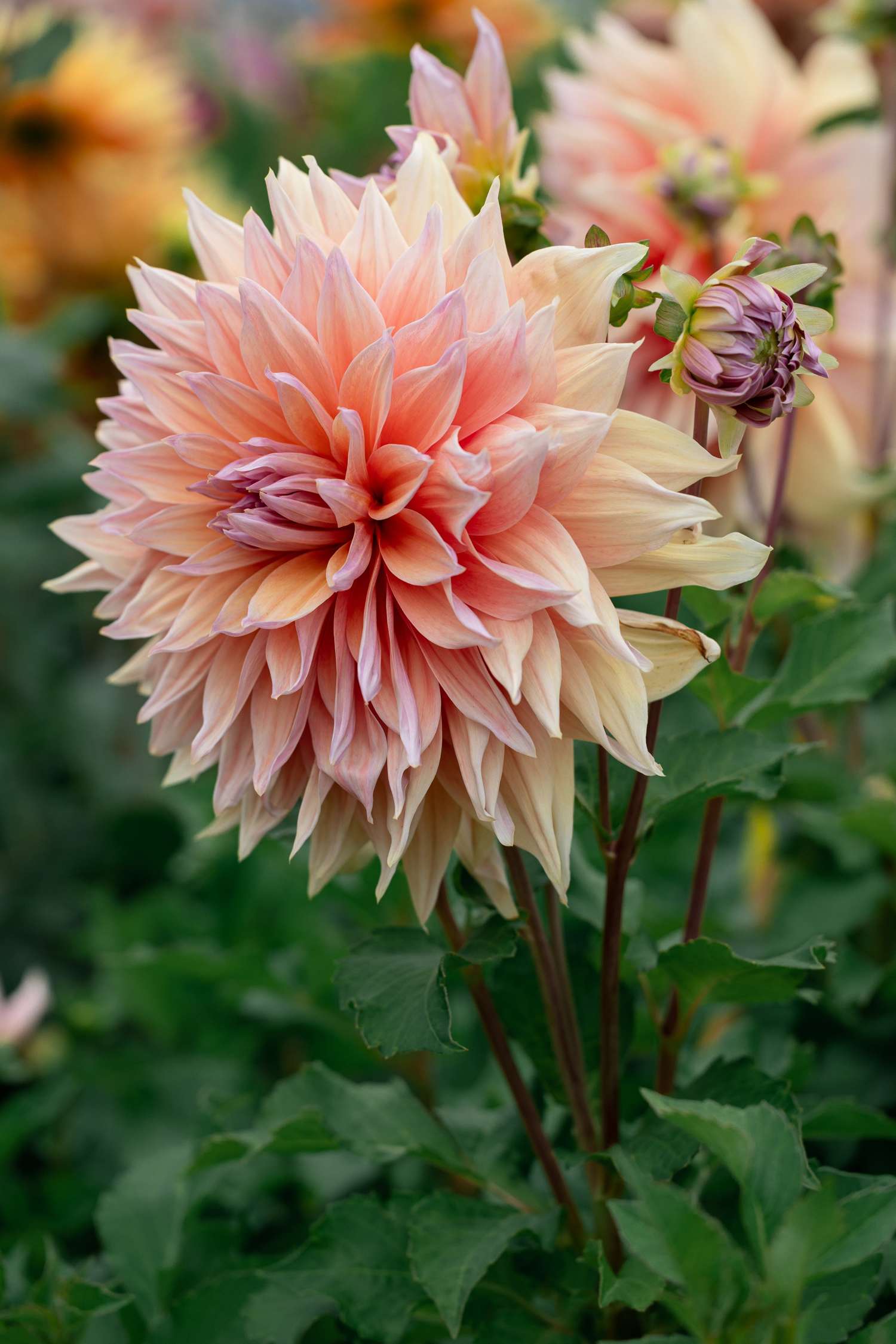 Dahlie 'Mango Madness'